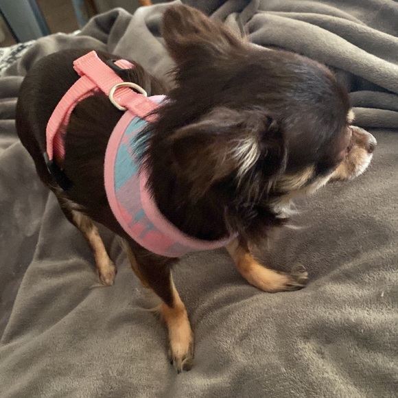 NWT Pupteck size XS dog harness - Picture 6 of 6